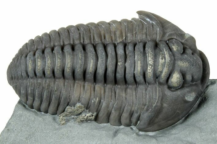 Prone Flexicalymene Trilobite - Mt Orab, Ohio #329802